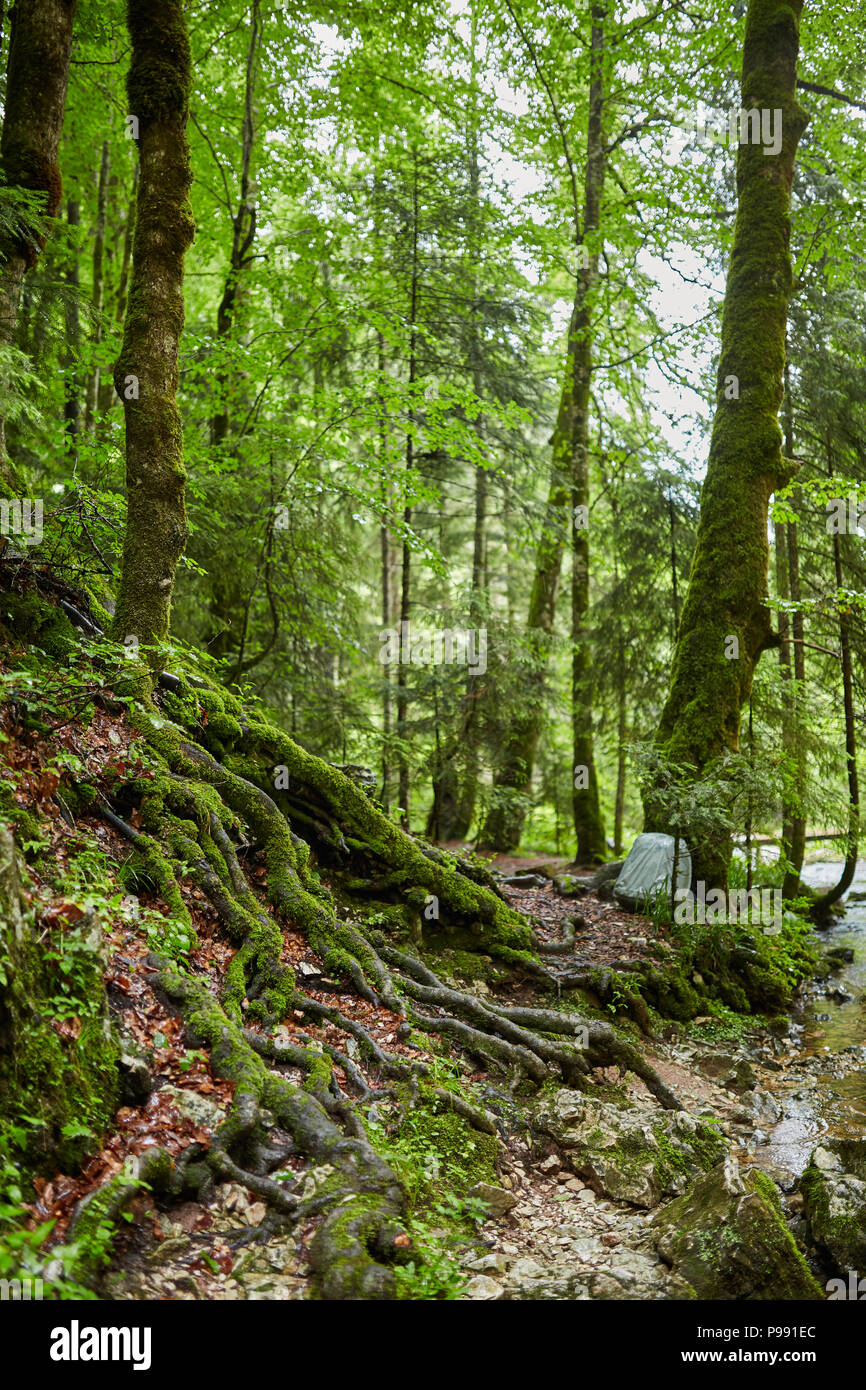 Sentiero (sentiero) in un bosco di faggi e pini Foto Stock