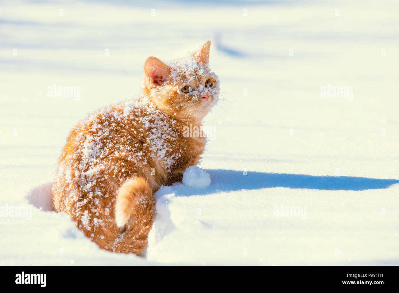 Cucciolo rosso seduti all'aperto nella neve in inverno Foto Stock