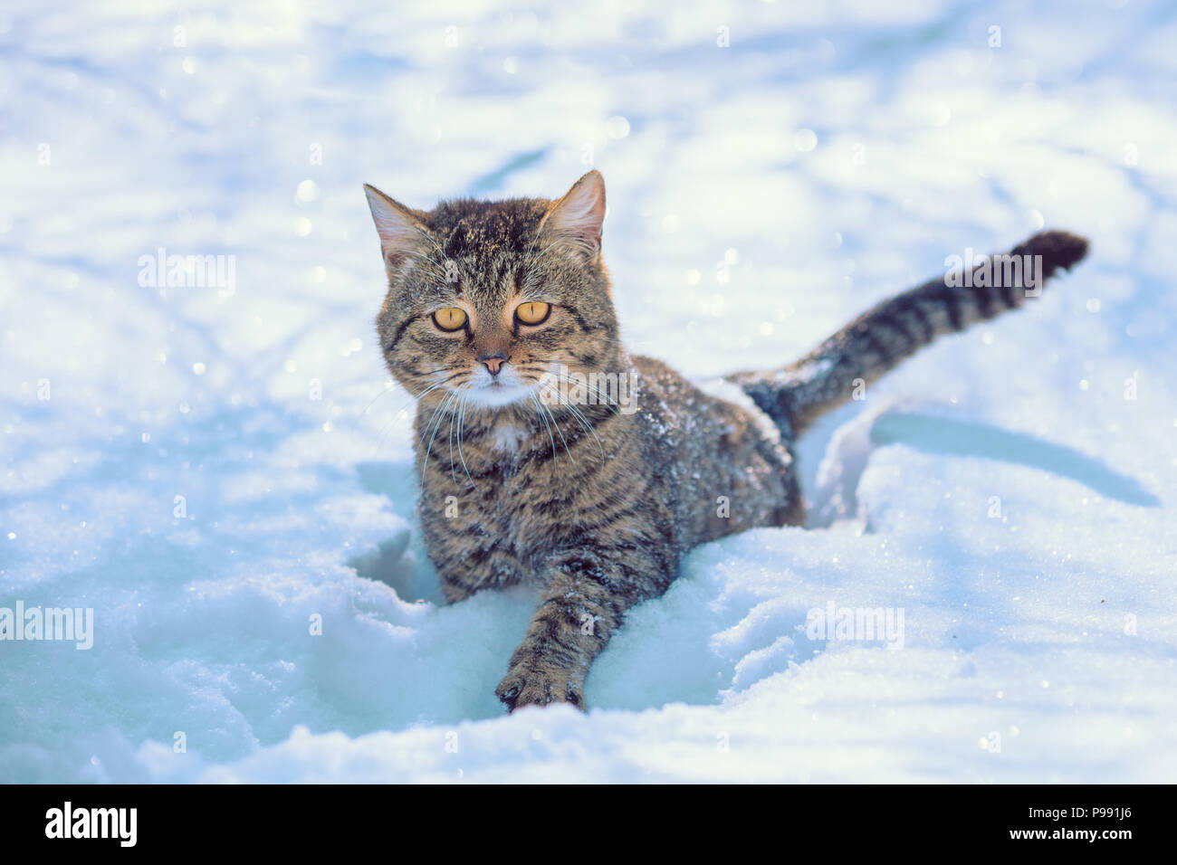 Delizioso gattino striato passeggiate nella neve profonda Foto Stock