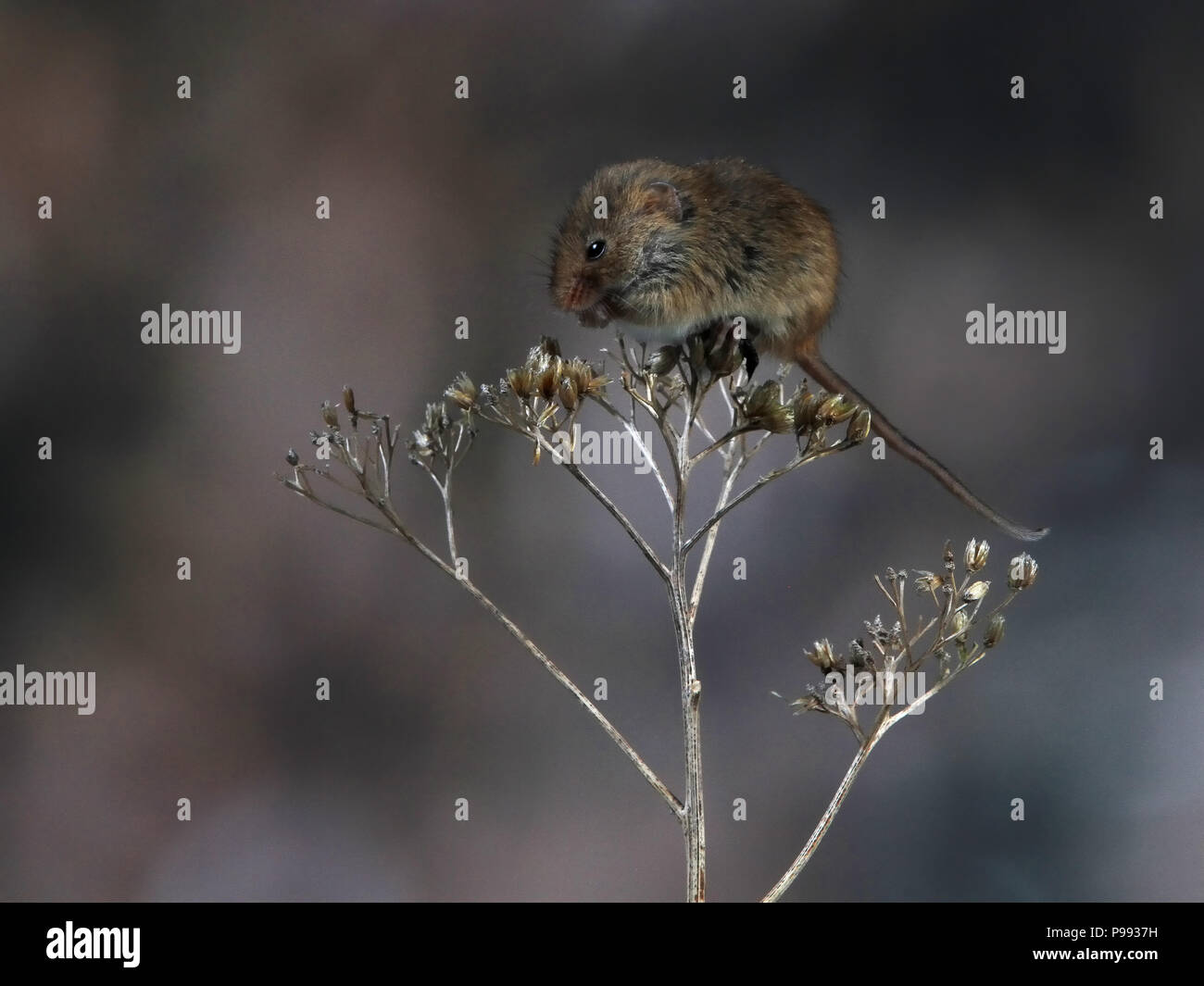 Harvest Mouse su essiccato testa di fiori Foto Stock