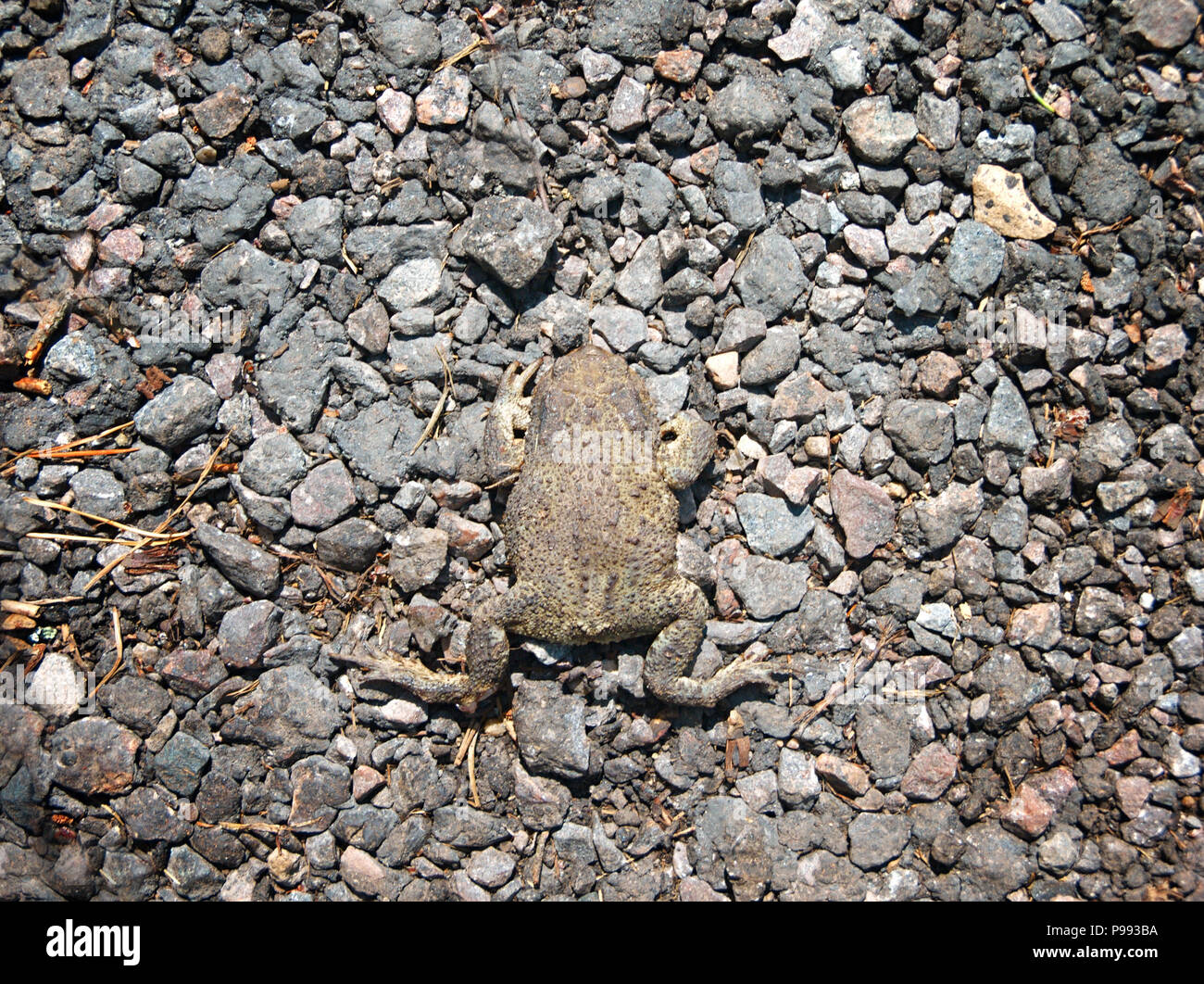 Un rospo morto sulla strada asfaltata, overhead closeup Foto Stock