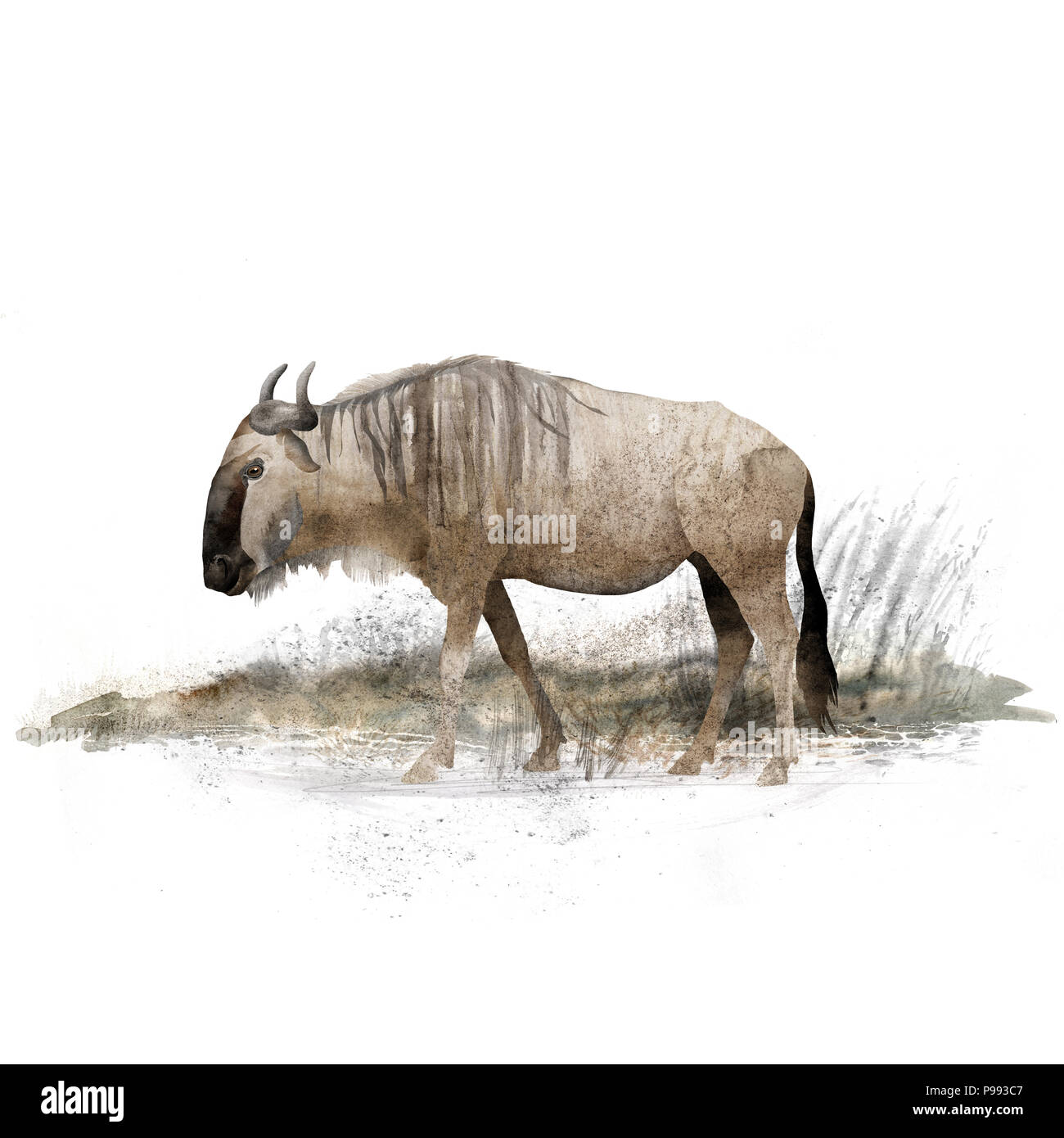 Gnu, gnu, antilopi Foto Stock