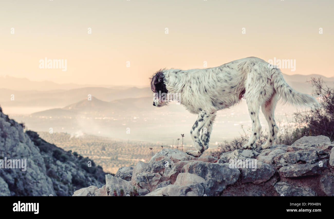 Un shaggy cane bianco con macchie nere, arrampicata e di esplorare uno sperone montuoso scena, guardando a distanza con una tranquilla cittadina nel backgro Foto Stock