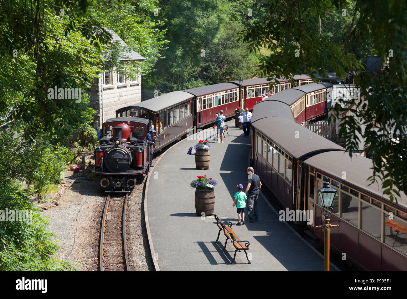 In treno Arrivando alla stazione sul Ffestiniog Railway, Tan-y-Bwlch, Gwynedd, Galles Foto Stock