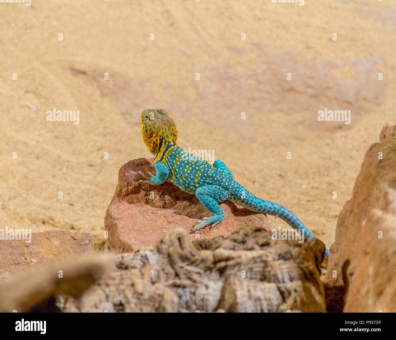 Lucertola comune denominato AGAMA SA nel deserto ambiance Foto Stock