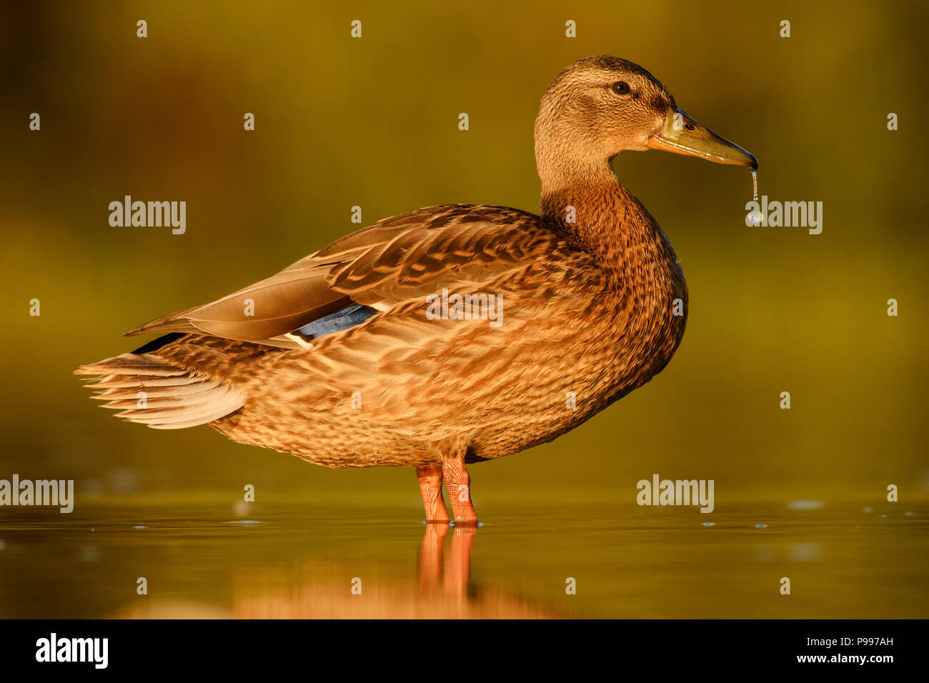 Mallard duck - Anas platyrhynchos, comune uccello di acqua da fiumi e laghi europei. Foto Stock