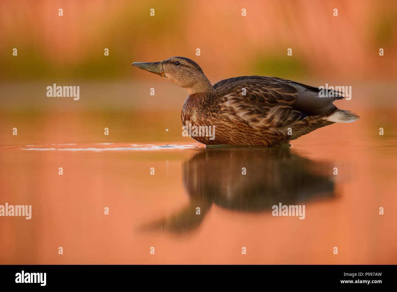 Mallard duck - Anas platyrhynchos, comune uccello di acqua da fiumi e laghi europei. Foto Stock