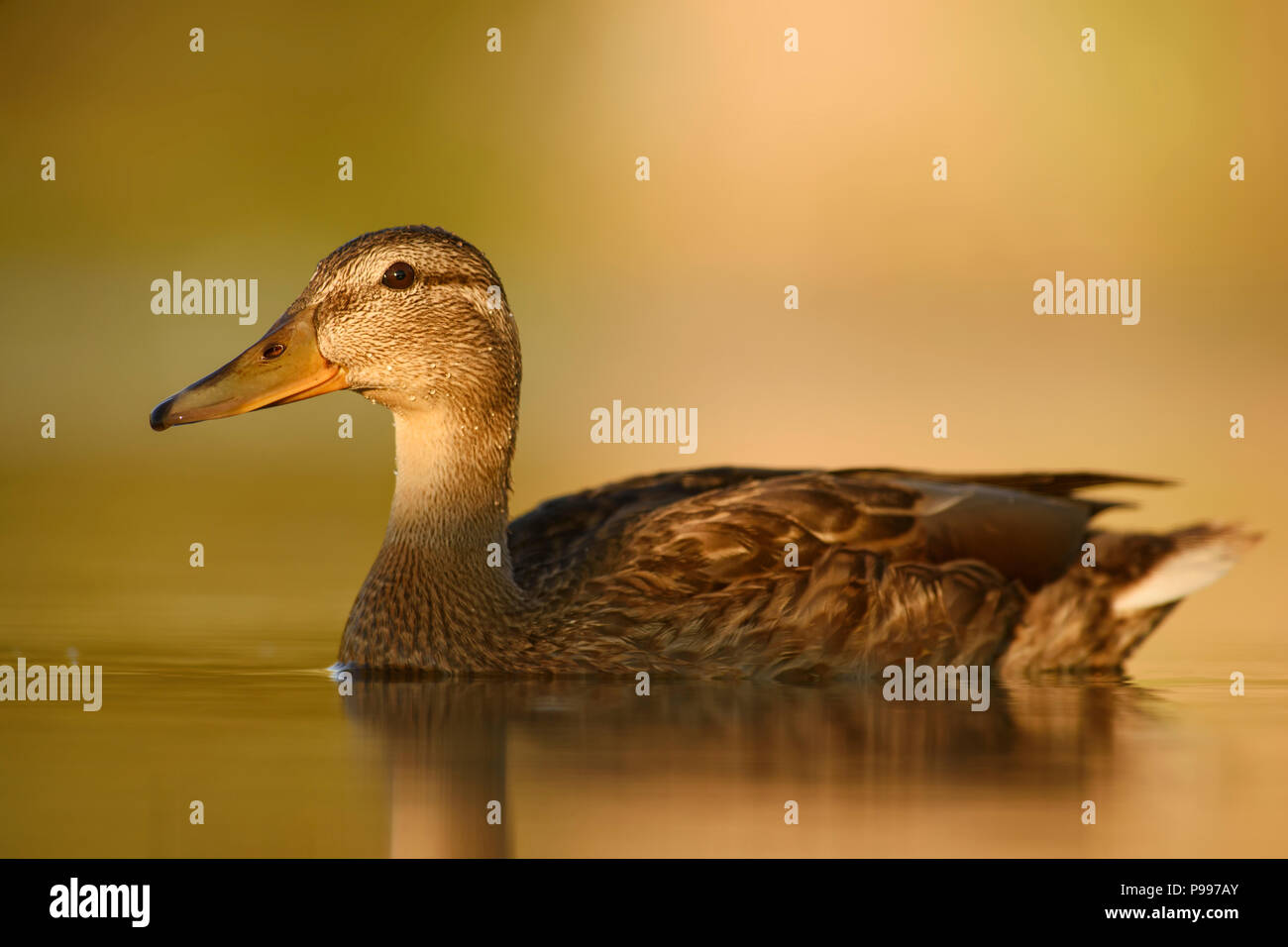 Mallard duck - Anas platyrhynchos, comune uccello di acqua da fiumi e laghi europei. Foto Stock