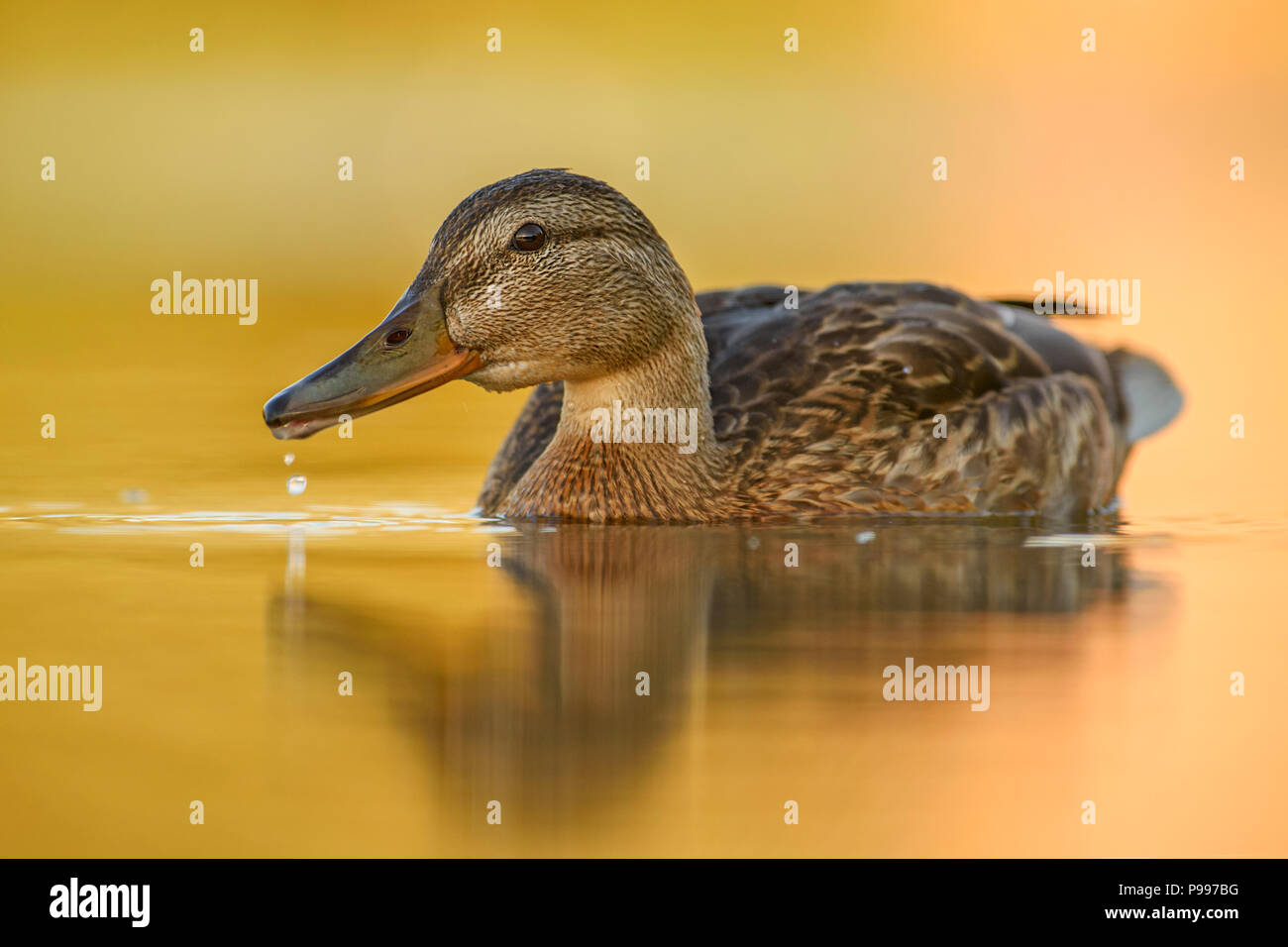 Mallard duck - Anas platyrhynchos, comune uccello di acqua da fiumi e laghi europei. Foto Stock