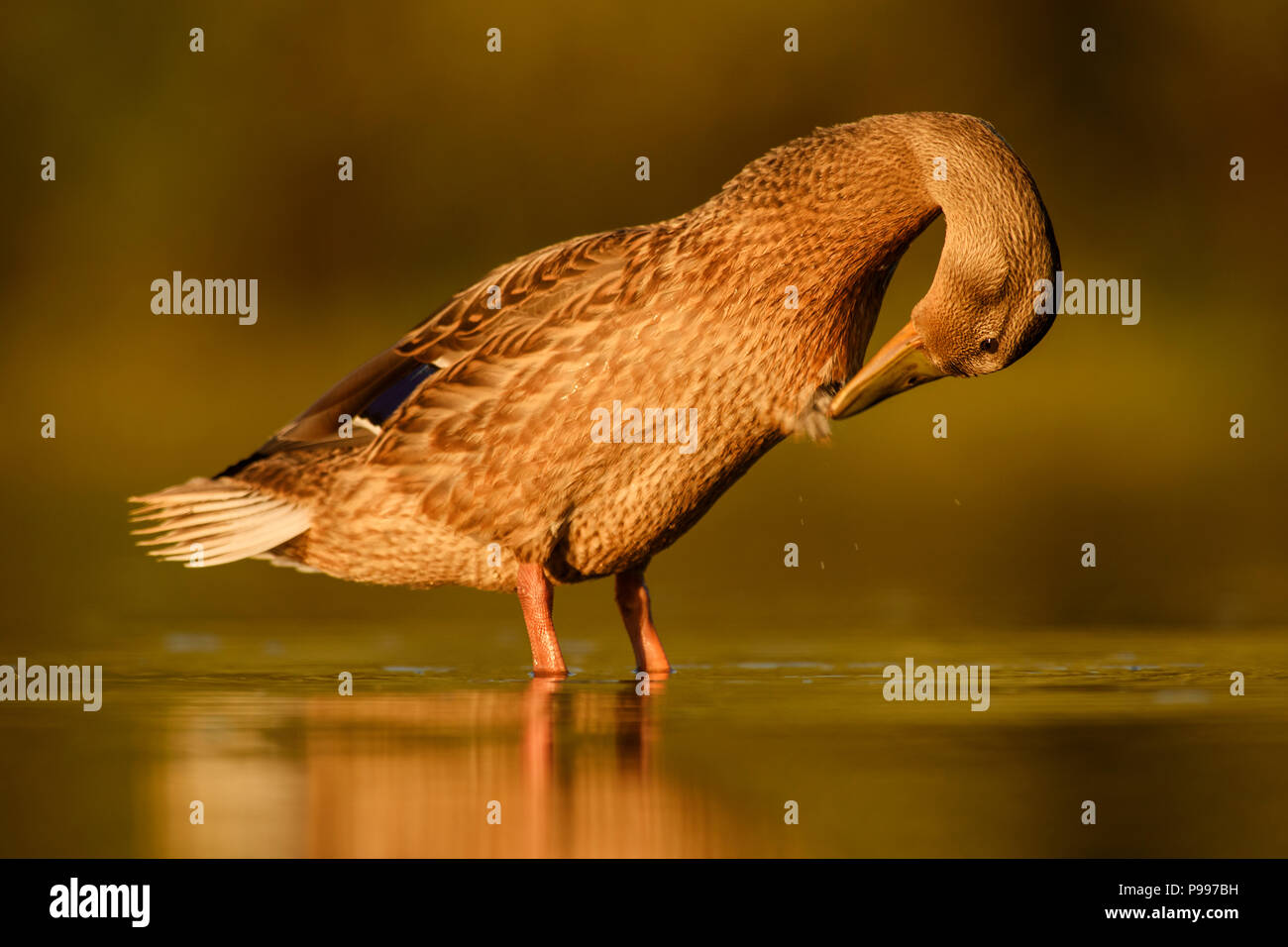 Mallard duck - Anas platyrhynchos, comune uccello di acqua da fiumi e laghi europei. Foto Stock