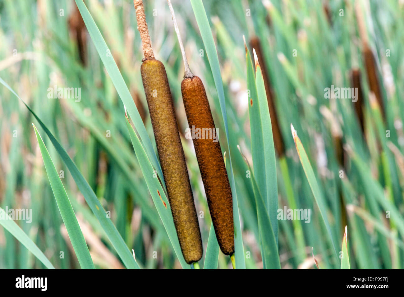 Typha latifolia, tatail a foglia larga, bulrush Typha latifolia fiore Foto Stock