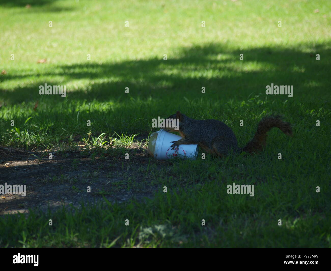 Non è ciò che si pensa. Furbo fabbricare lo scoiattolo Foto Stock