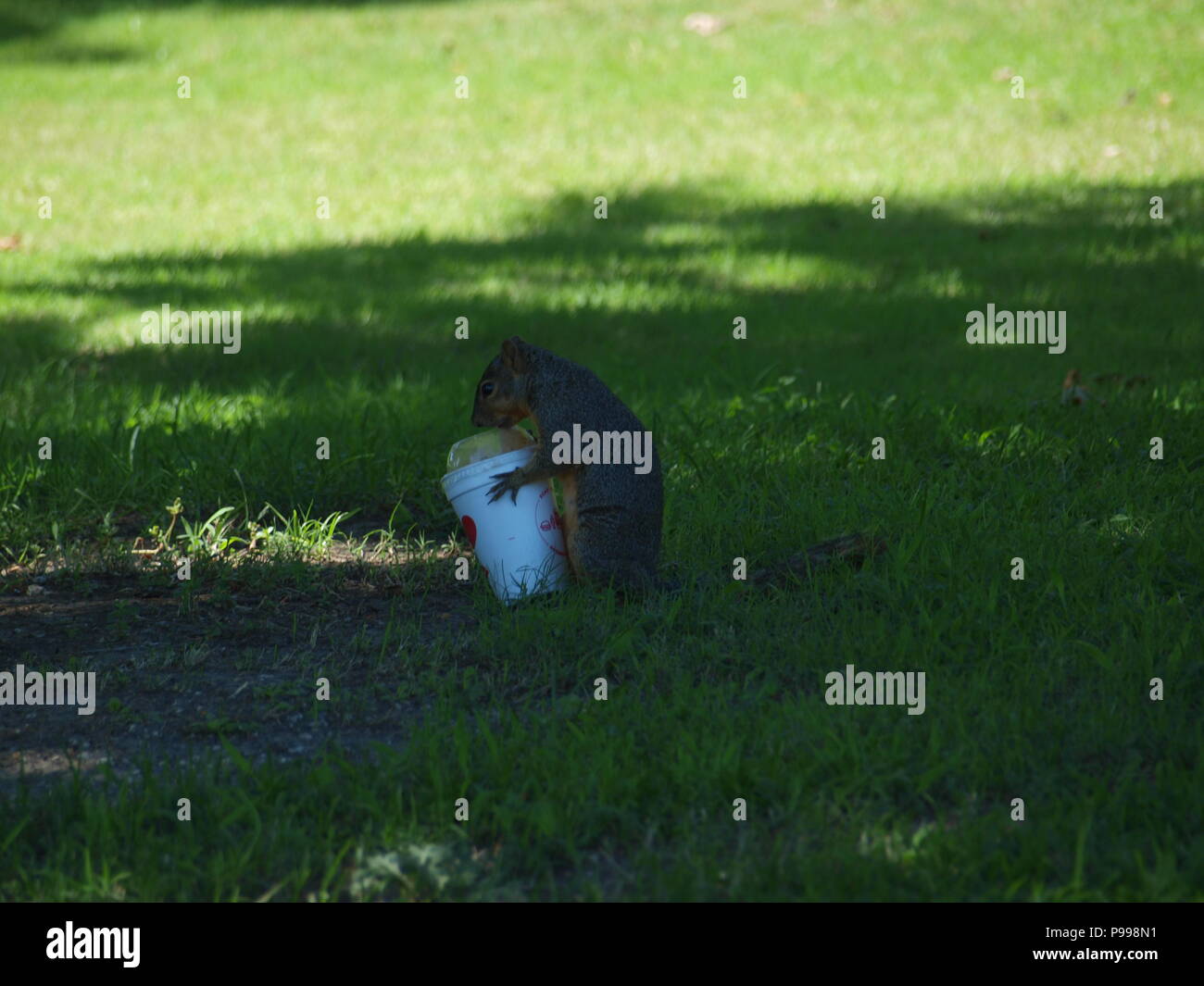 Non è ciò che si pensa. Furbo fabbricare lo scoiattolo Foto Stock