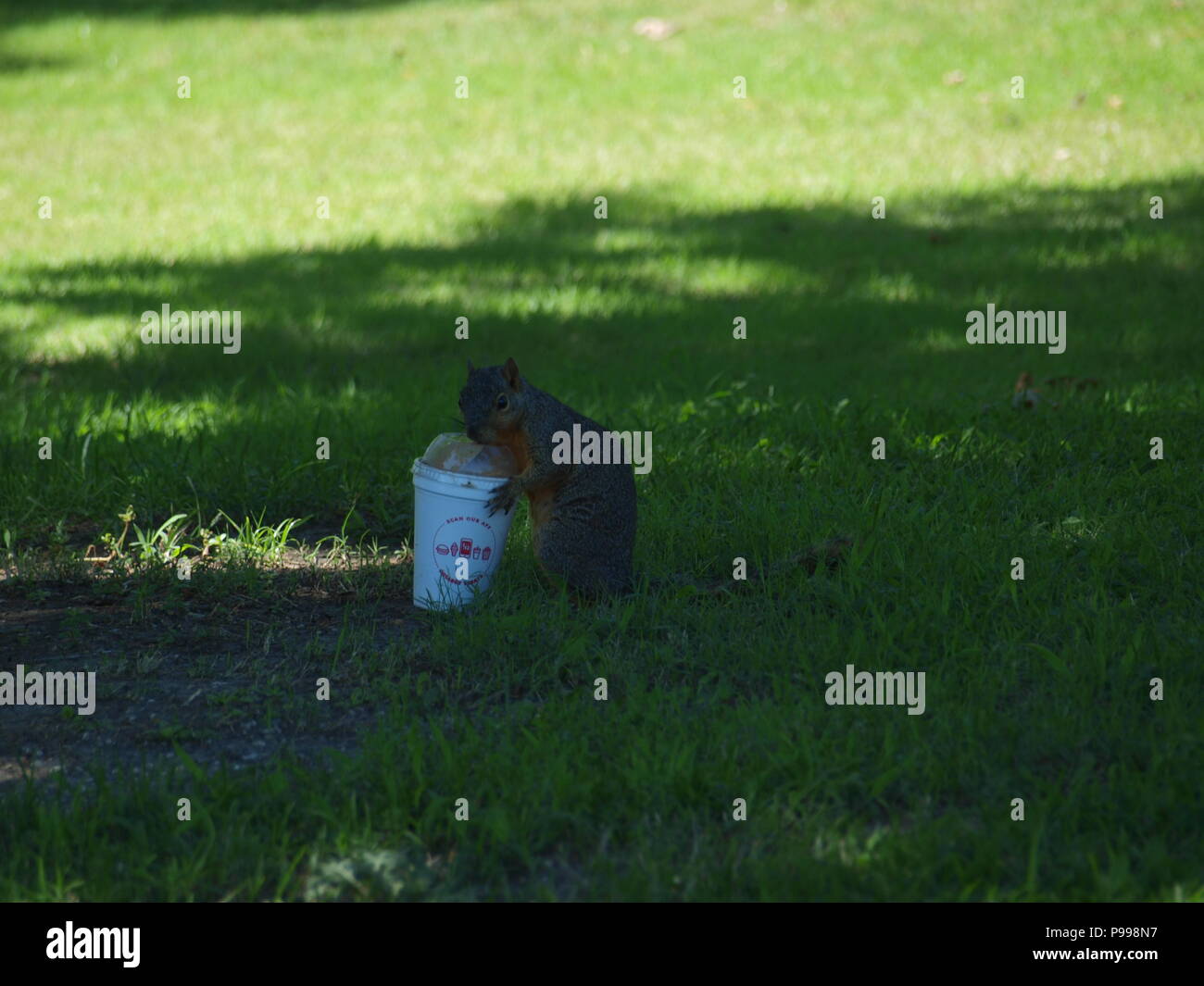 Non è ciò che si pensa. Furbo fabbricare lo scoiattolo Foto Stock