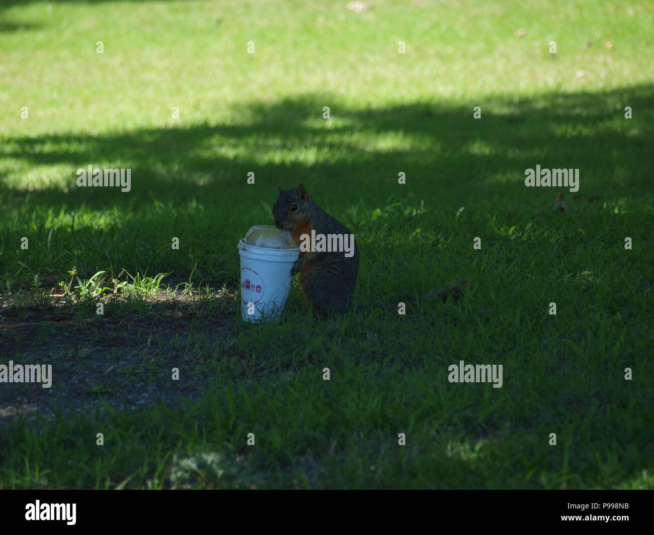 Non è ciò che si pensa. Furbo fabbricare lo scoiattolo Foto Stock