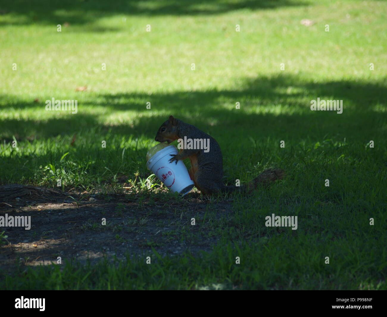 Non è ciò che si pensa. Furbo fabbricare lo scoiattolo Foto Stock