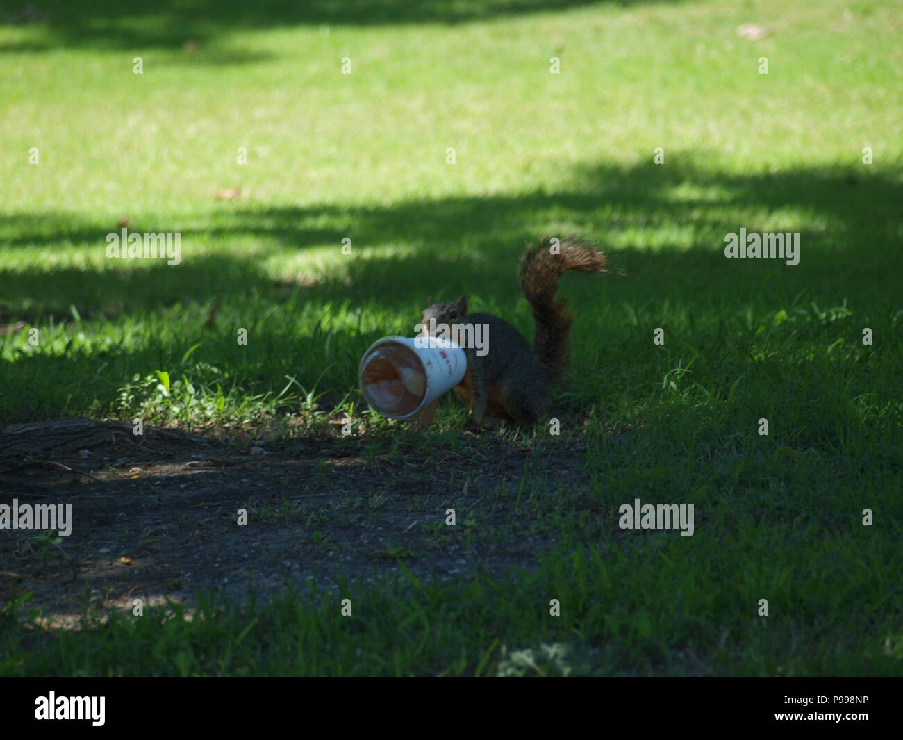 Non è ciò che si pensa. Furbo fabbricare lo scoiattolo Foto Stock