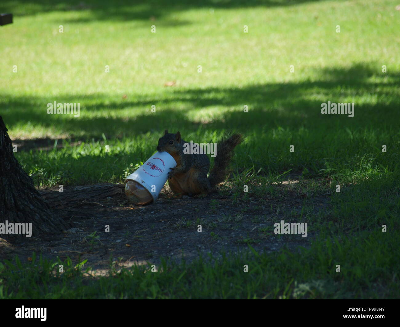 Non è ciò che si pensa. Furbo fabbricare lo scoiattolo Foto Stock