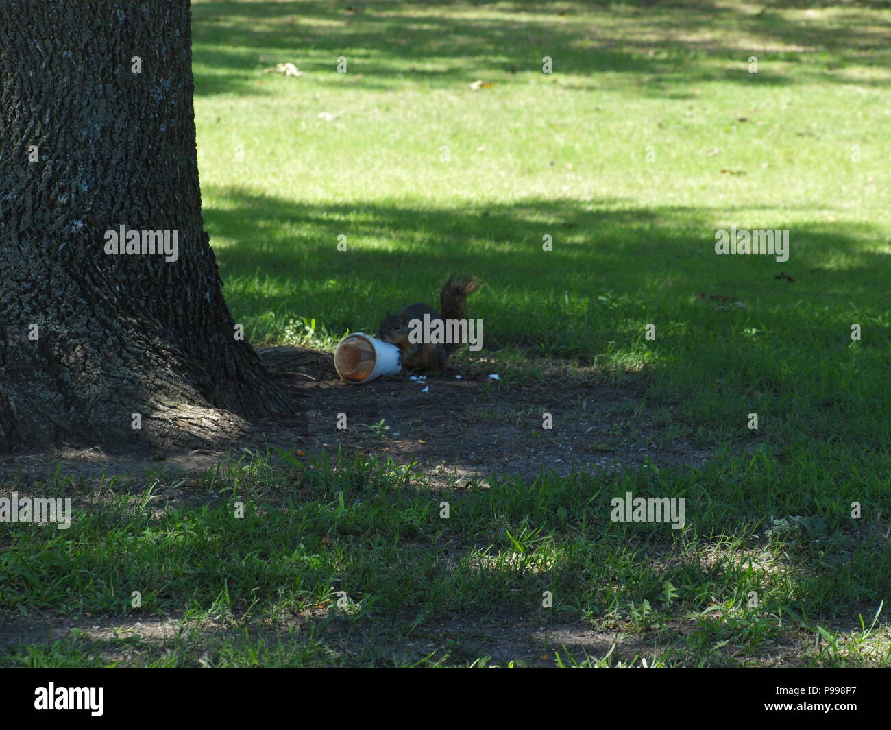 Non è ciò che si pensa. Furbo fabbricare lo scoiattolo Foto Stock