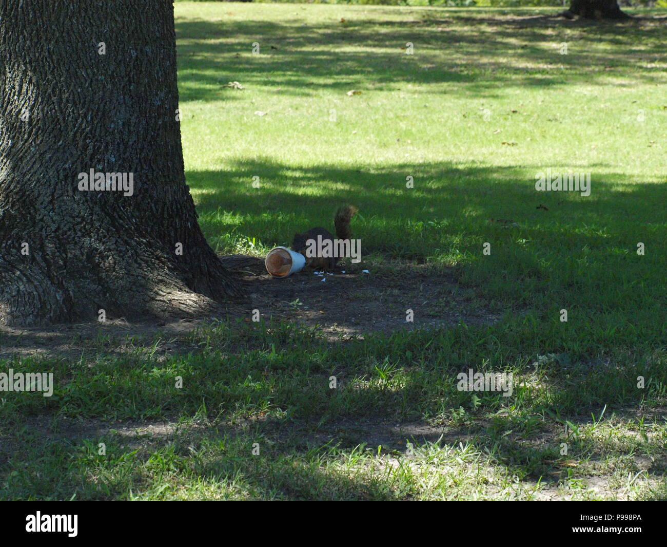 Non è ciò che si pensa. Furbo fabbricare lo scoiattolo Foto Stock