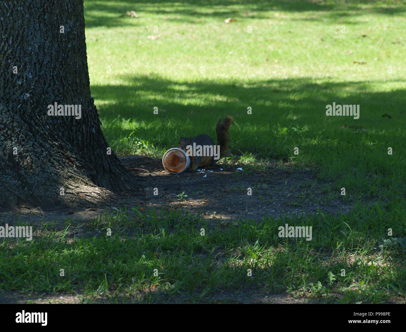 Non è ciò che si pensa. Furbo fabbricare lo scoiattolo Foto Stock