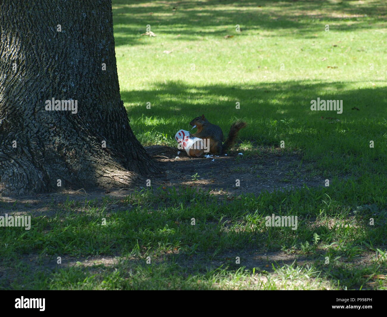 Non è ciò che si pensa. Furbo fabbricare lo scoiattolo Foto Stock