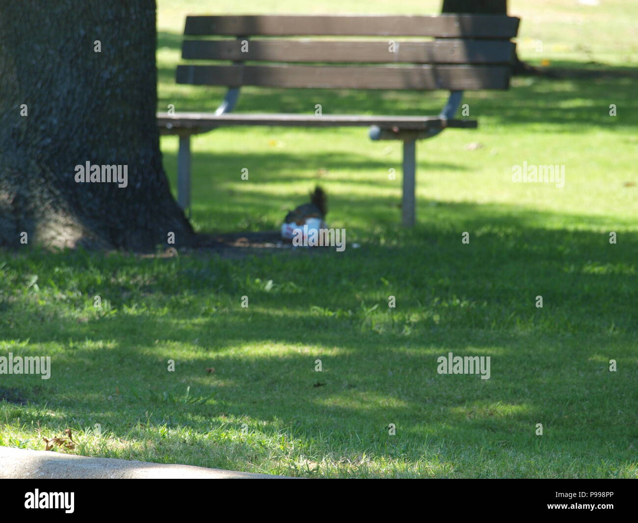 Non è ciò che si pensa. Furbo fabbricare lo scoiattolo Foto Stock