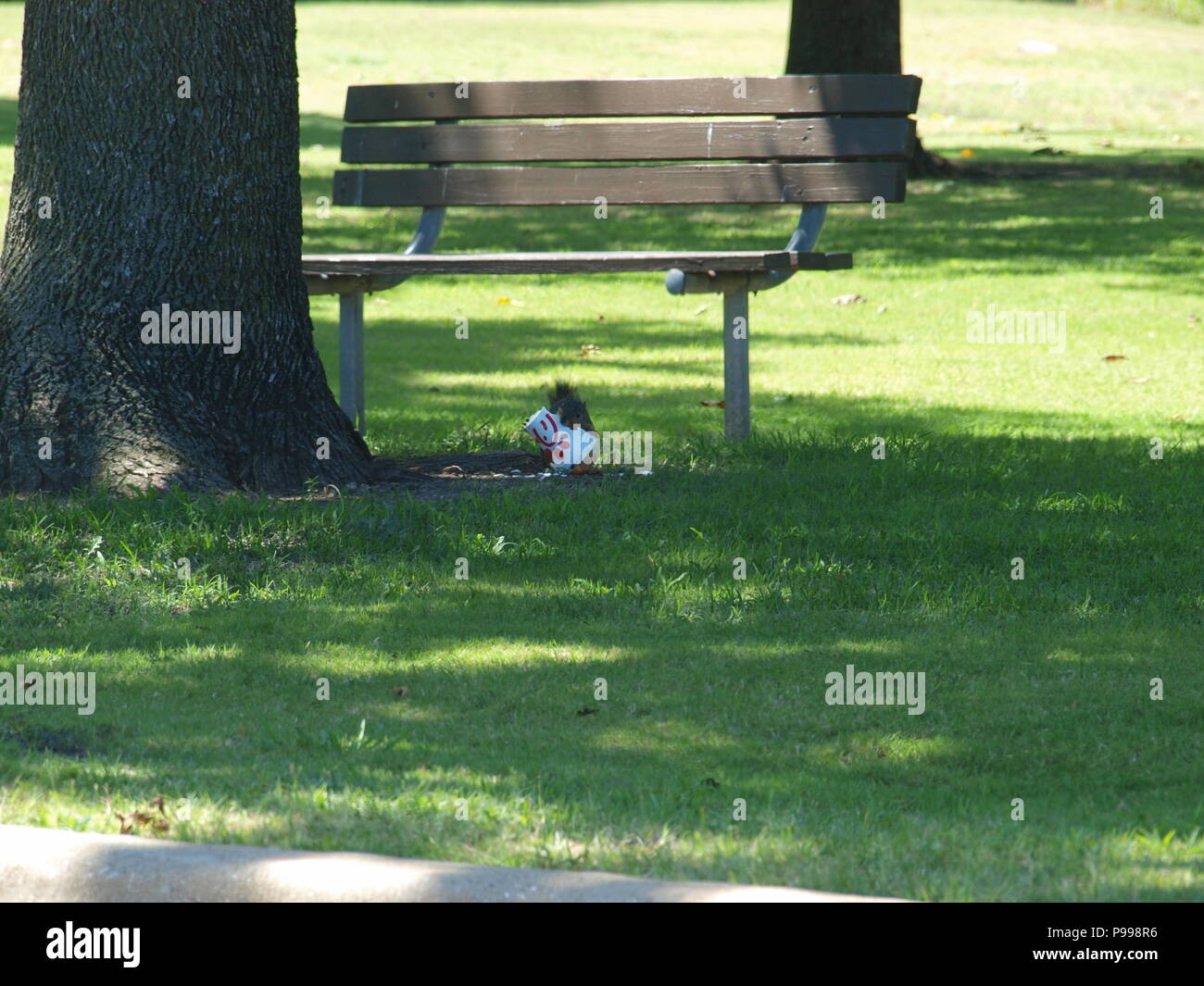 Non è ciò che si pensa. Furbo fabbricare lo scoiattolo Foto Stock