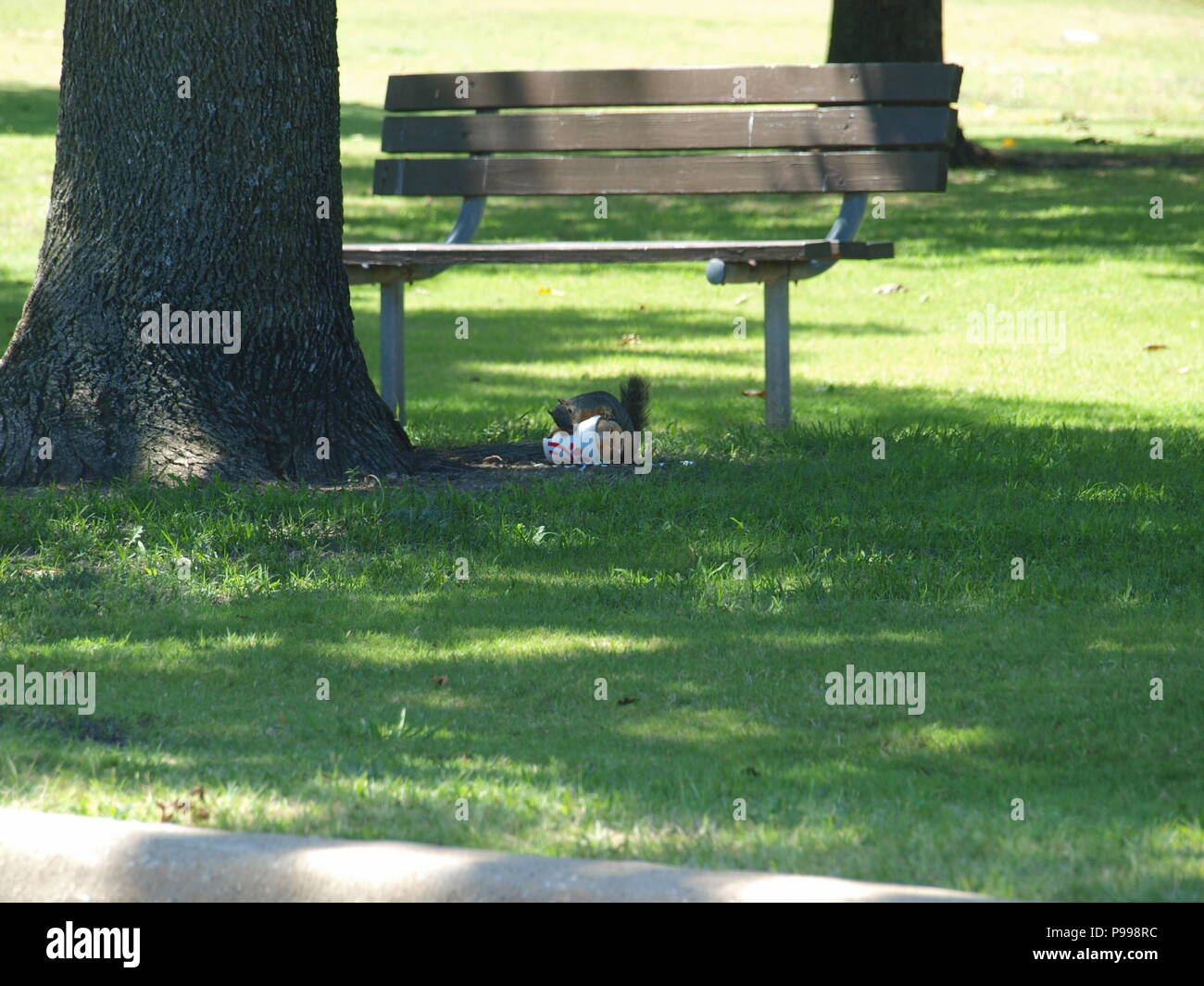 Non è ciò che si pensa. Furbo fabbricare lo scoiattolo Foto Stock
