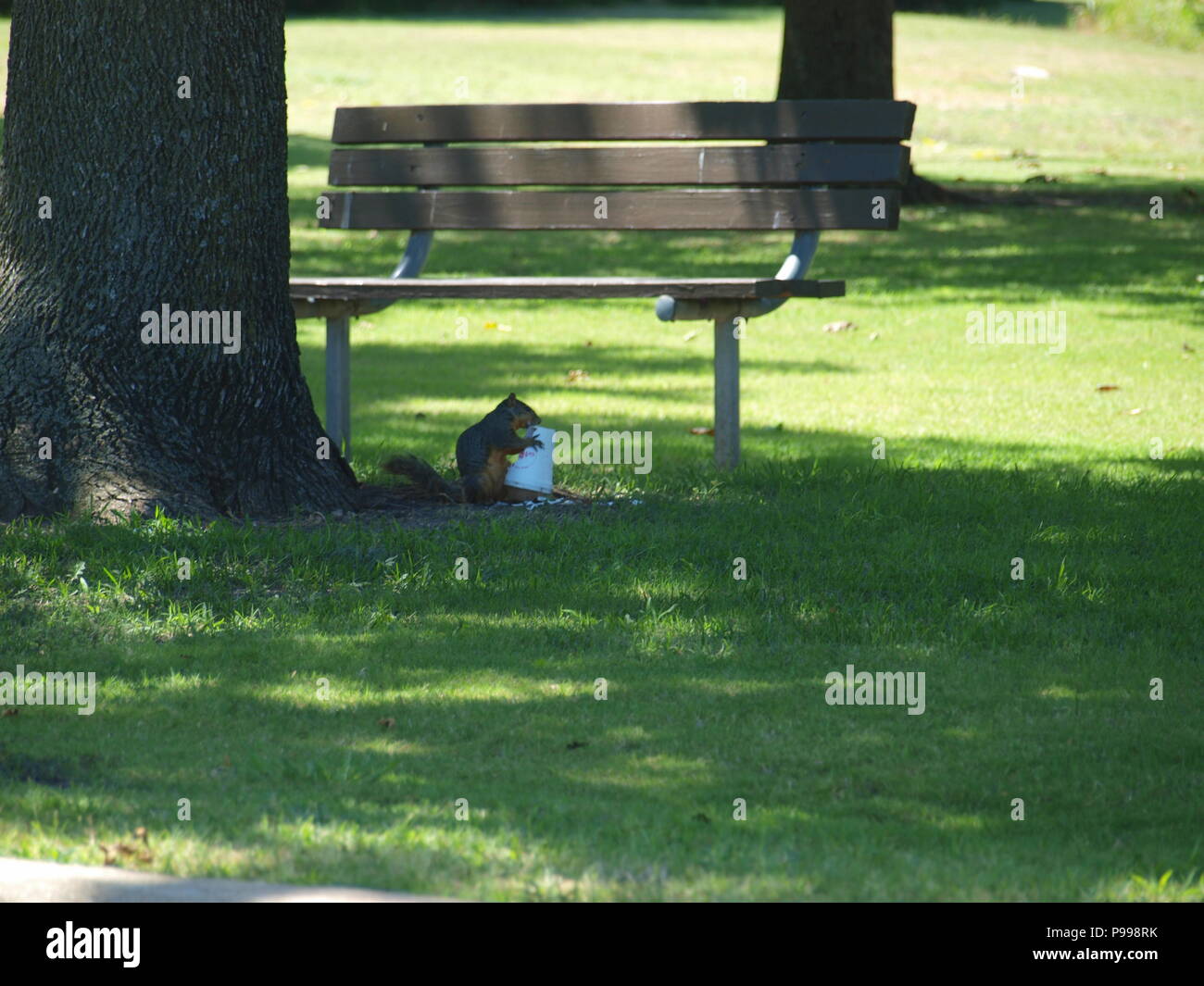 Non è ciò che si pensa. Furbo fabbricare lo scoiattolo Foto Stock