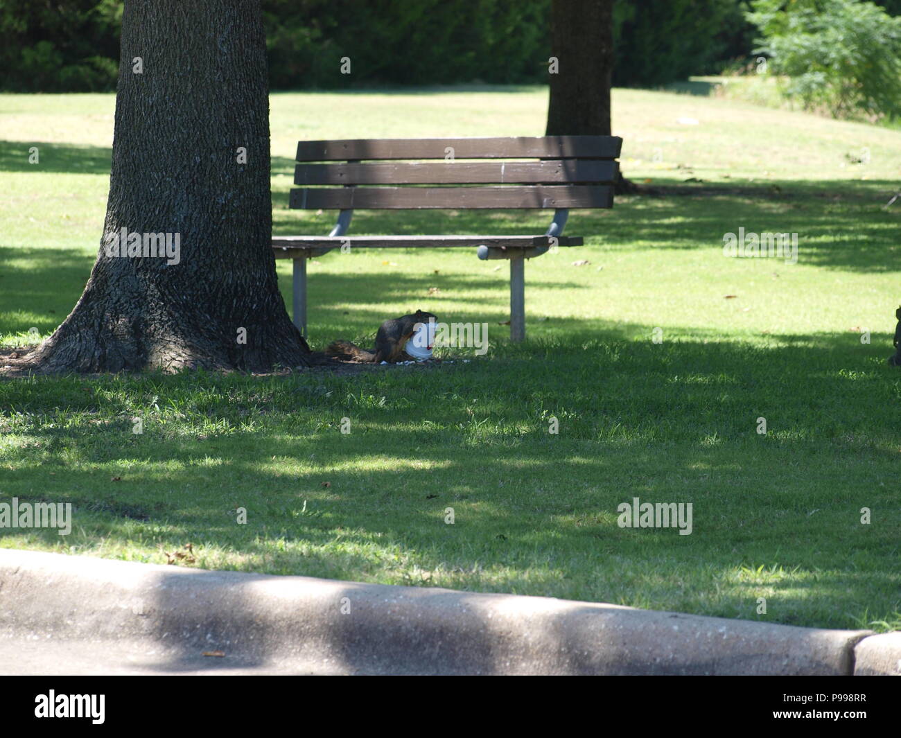 Non è ciò che si pensa. Furbo fabbricare lo scoiattolo Foto Stock