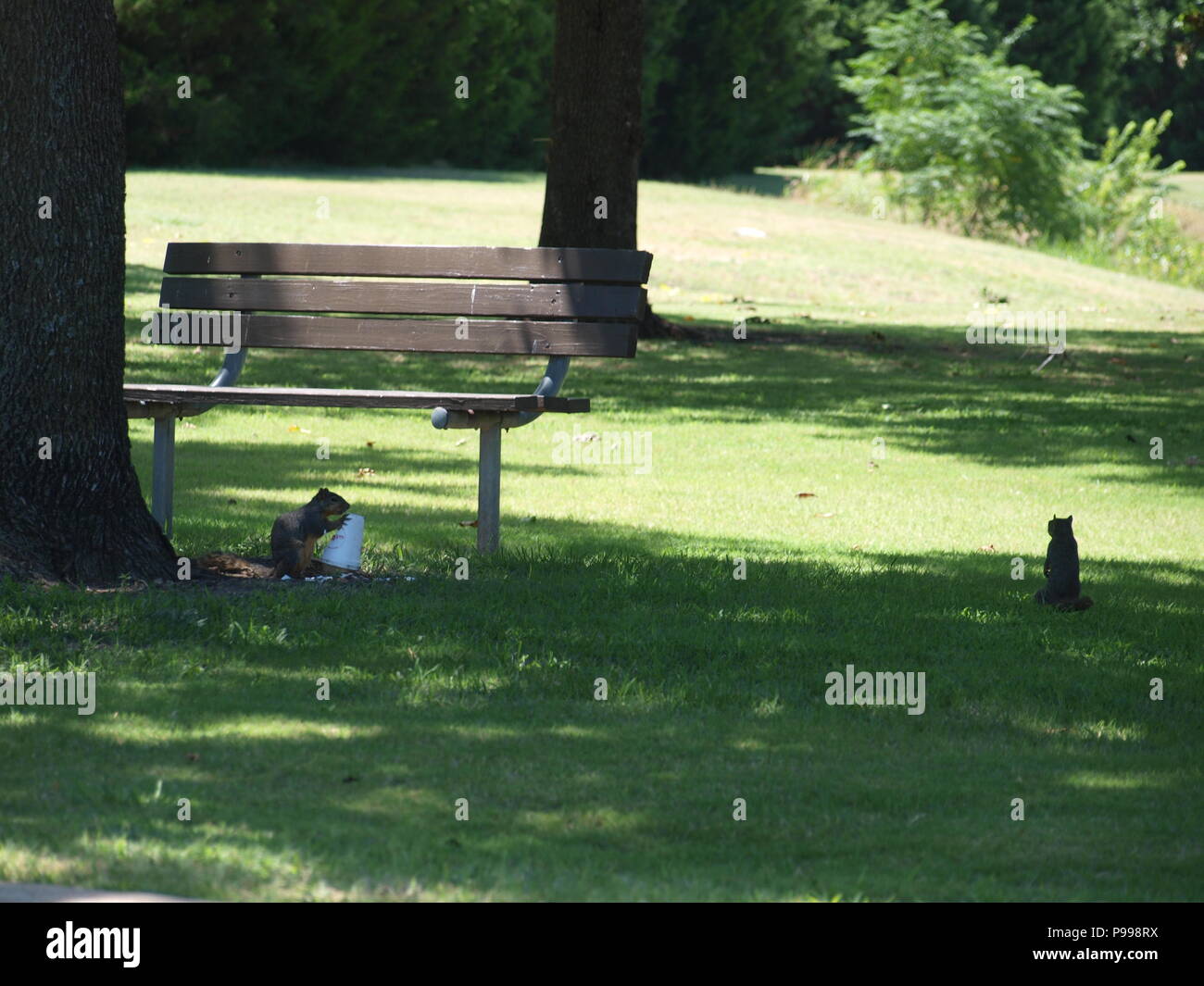 Non è ciò che si pensa. Furbo fabbricare lo scoiattolo Foto Stock