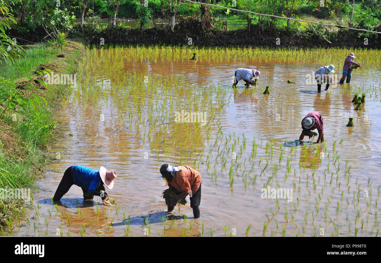 Thailandia il riso, lavoratori di piantare il riso in campo inondato, Udon Thani, Isaan, Thailandia Foto Stock