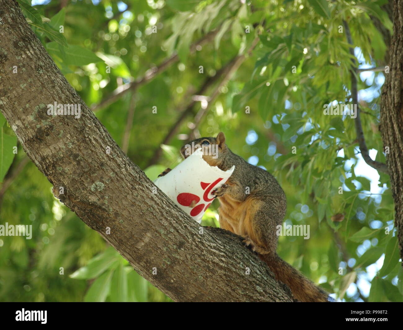 Non è ciò che si pensa. Furbo fabbricare lo scoiattolo Foto Stock
