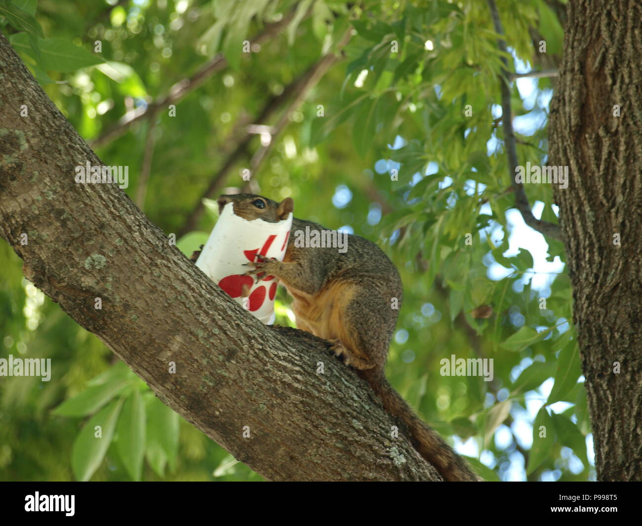 Non è ciò che si pensa. Furbo fabbricare lo scoiattolo Foto Stock