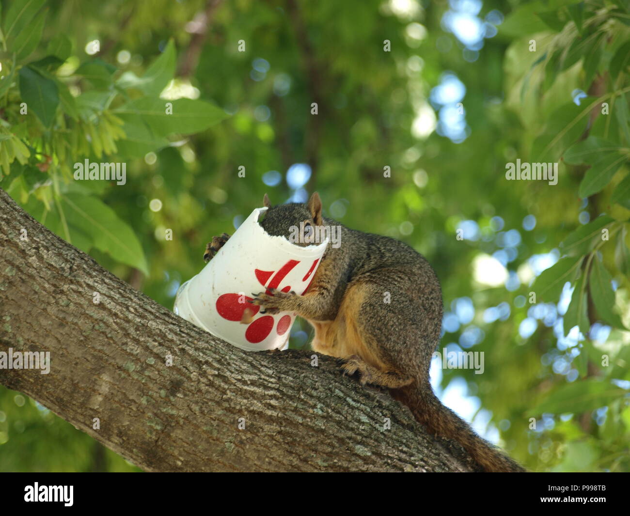 Non è ciò che si pensa. Furbo fabbricare lo scoiattolo Foto Stock