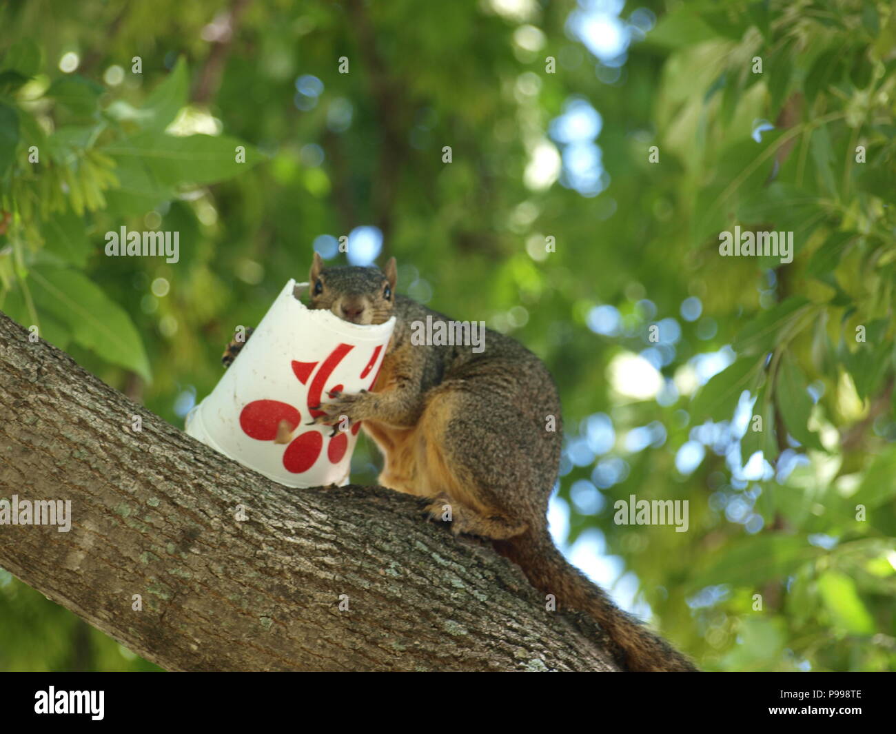 Non è ciò che si pensa. Furbo fabbricare lo scoiattolo Foto Stock