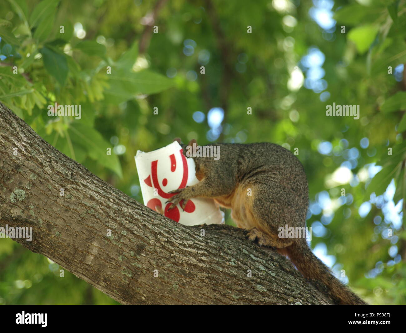 Non è ciò che si pensa. Furbo fabbricare lo scoiattolo Foto Stock