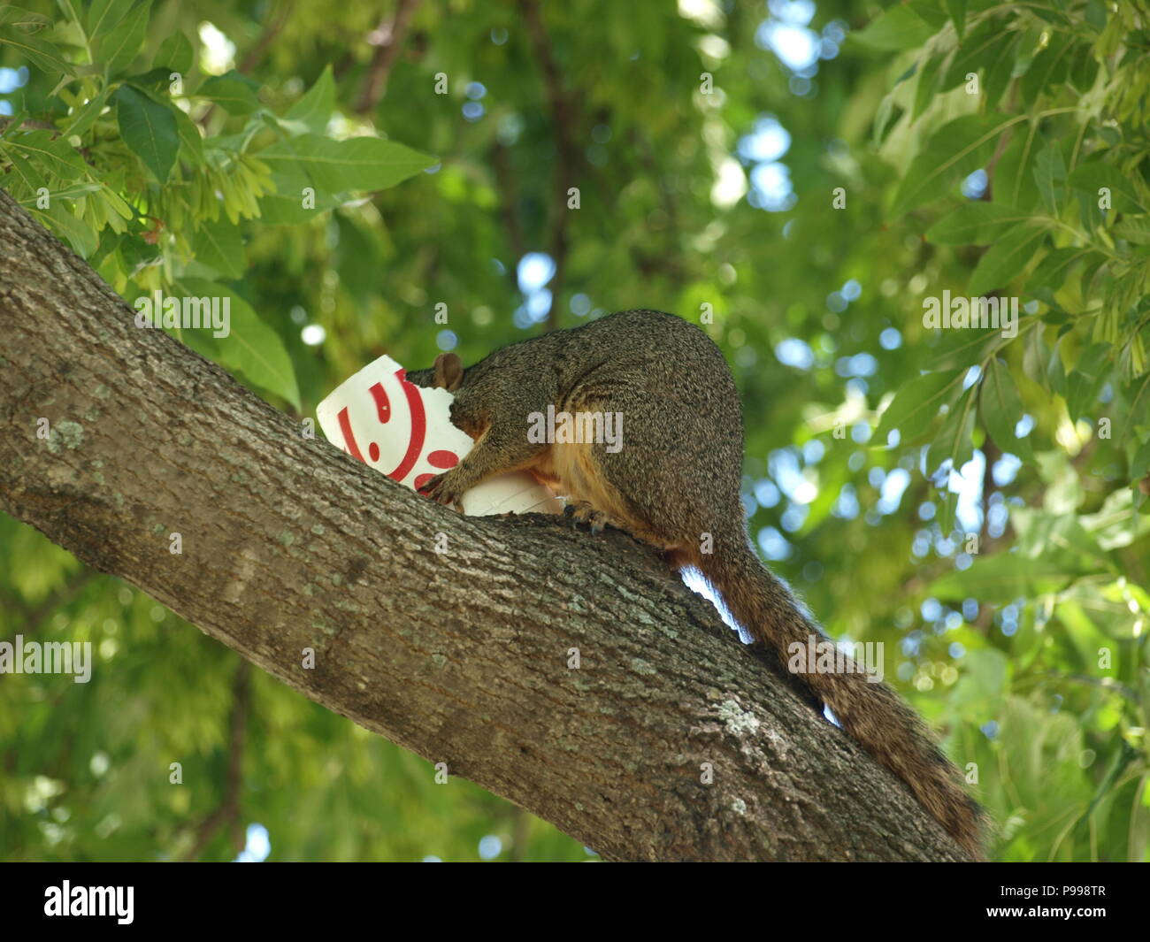 Non è ciò che si pensa. Furbo fabbricare lo scoiattolo Foto Stock