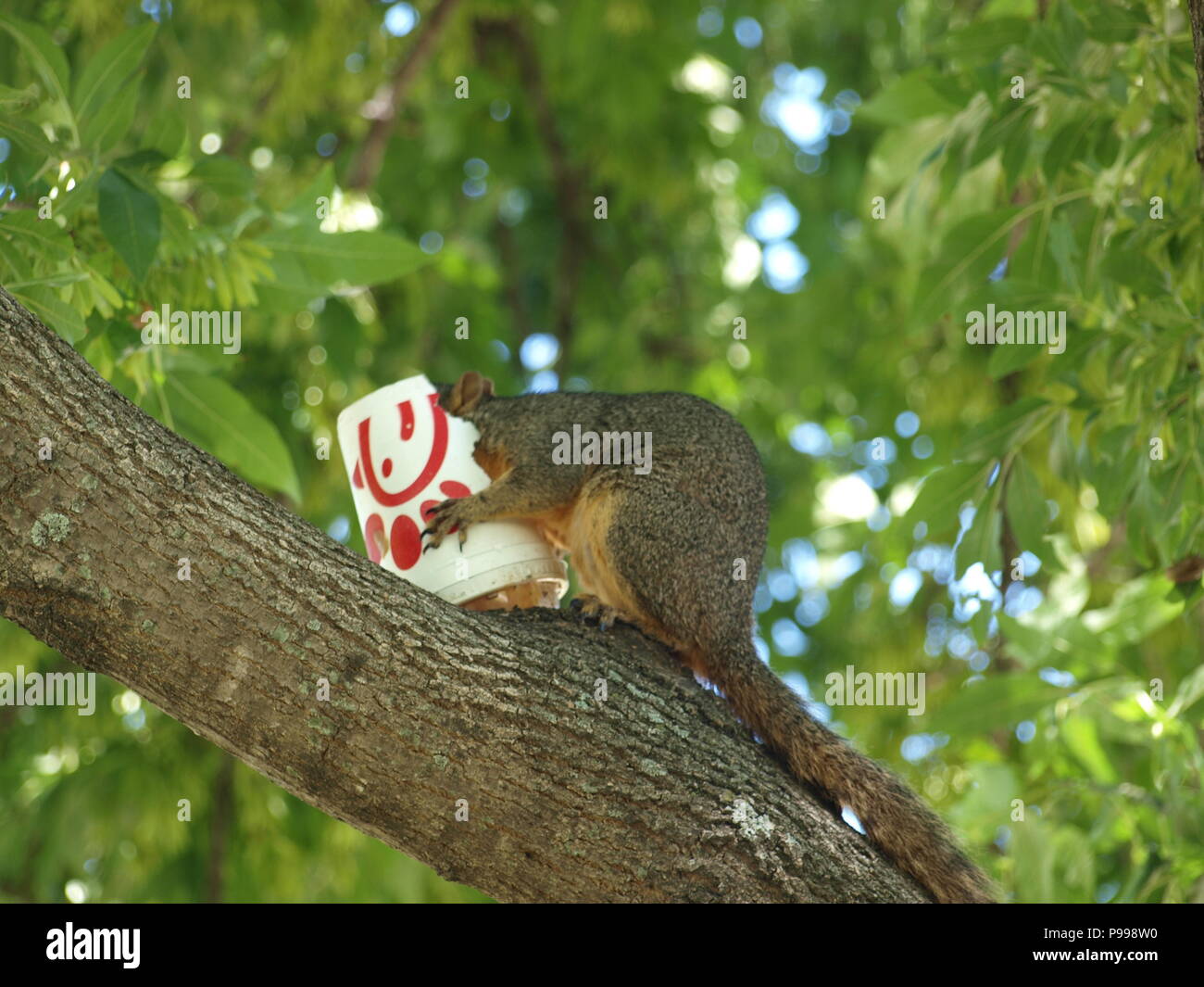 Non è ciò che si pensa. Furbo fabbricare lo scoiattolo Foto Stock