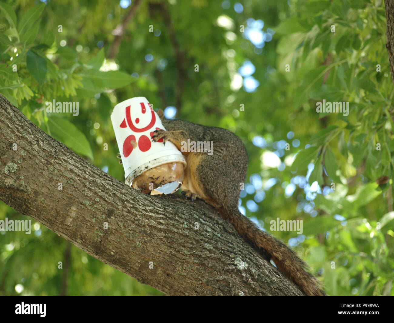 Non è ciò che si pensa. Furbo fabbricare lo scoiattolo Foto Stock