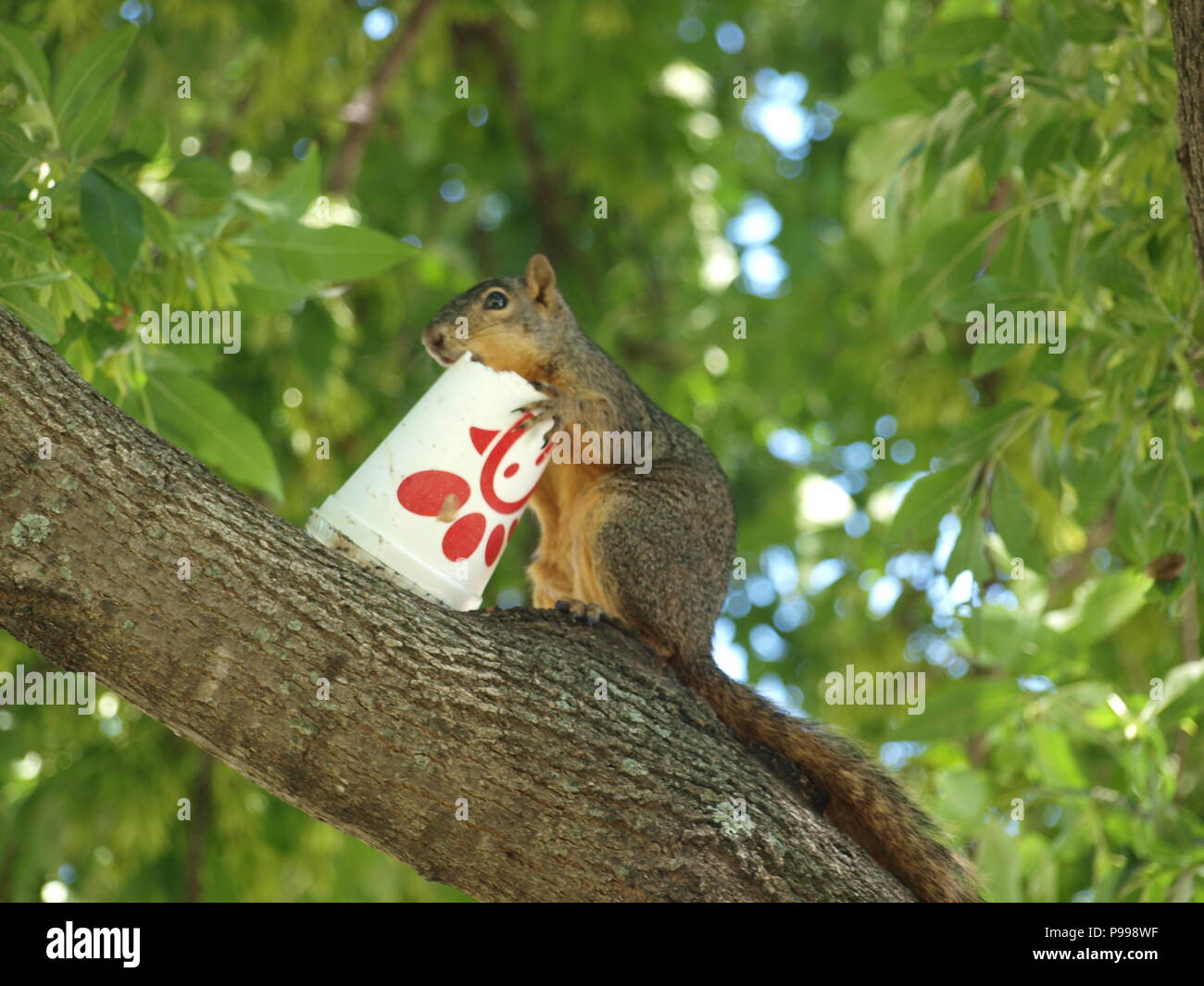 Non è ciò che si pensa. Furbo fabbricare lo scoiattolo Foto Stock