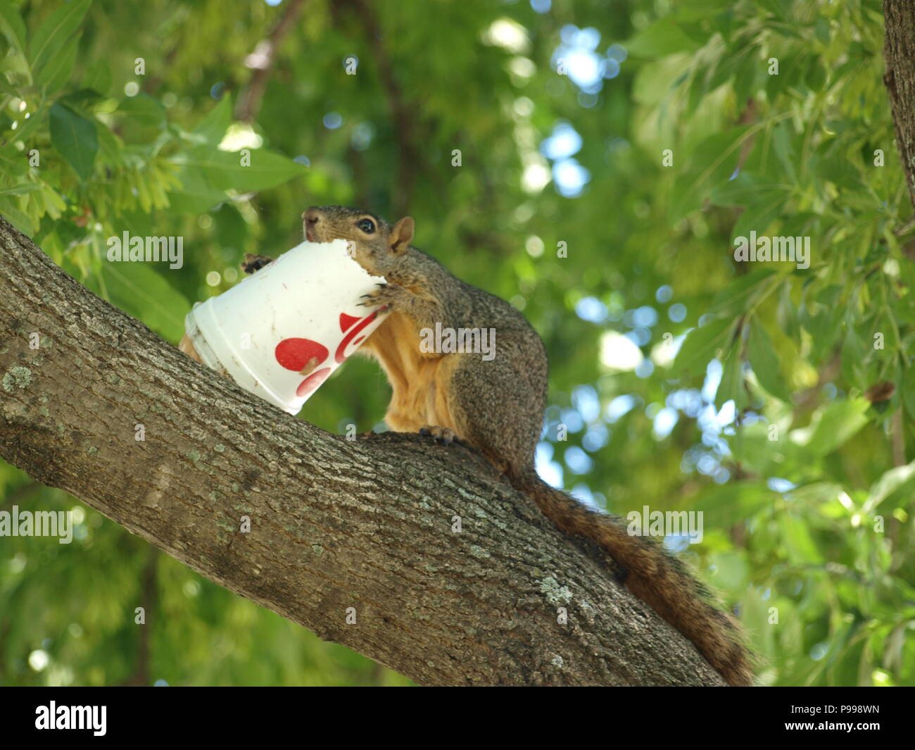 Non è ciò che si pensa. Furbo fabbricare lo scoiattolo Foto Stock