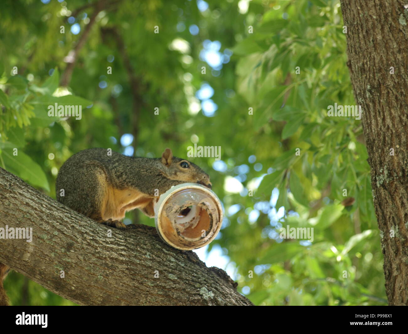 Non è ciò che si pensa. Furbo fabbricare lo scoiattolo Foto Stock