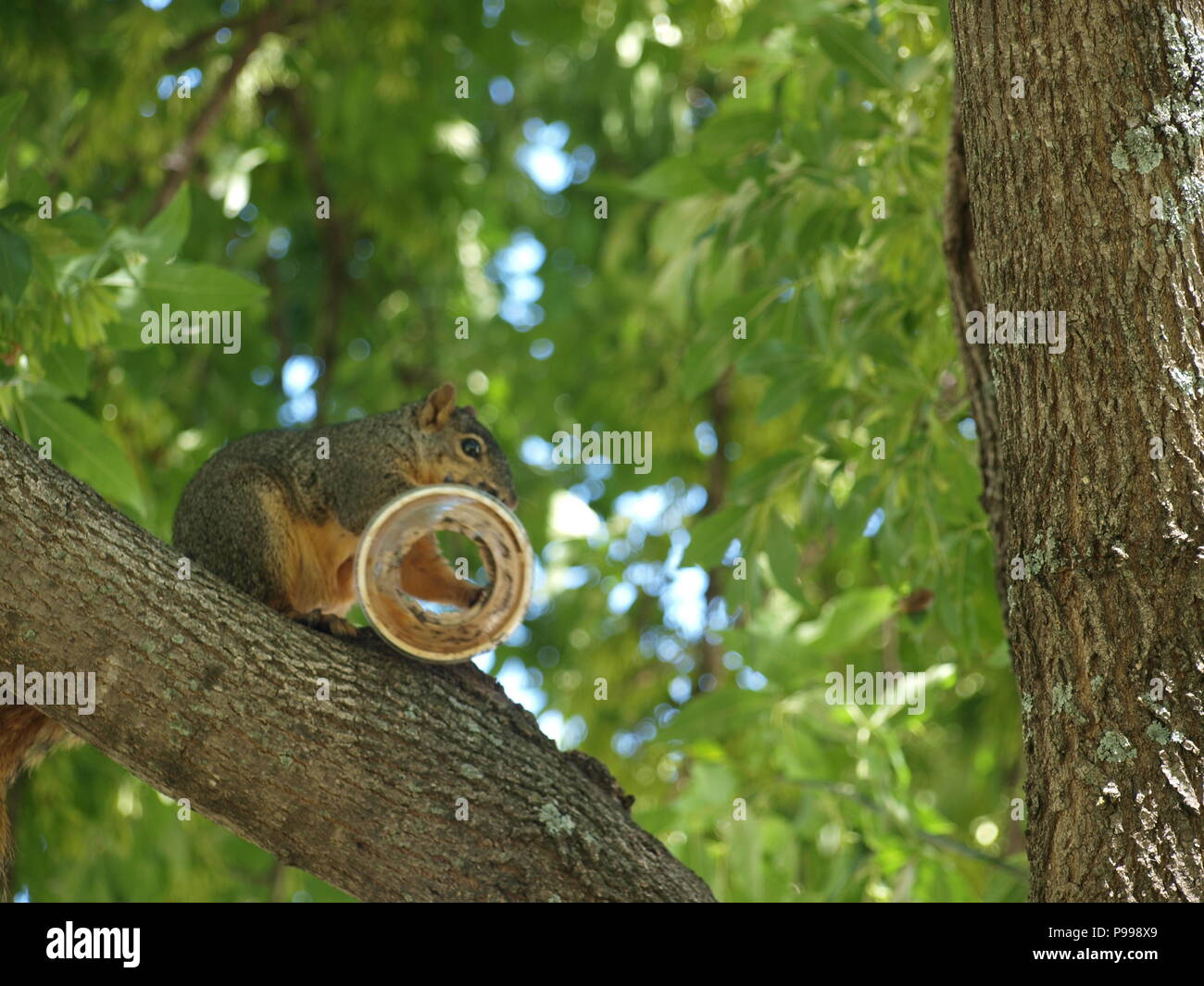 Non è ciò che si pensa. Furbo fabbricare lo scoiattolo Foto Stock