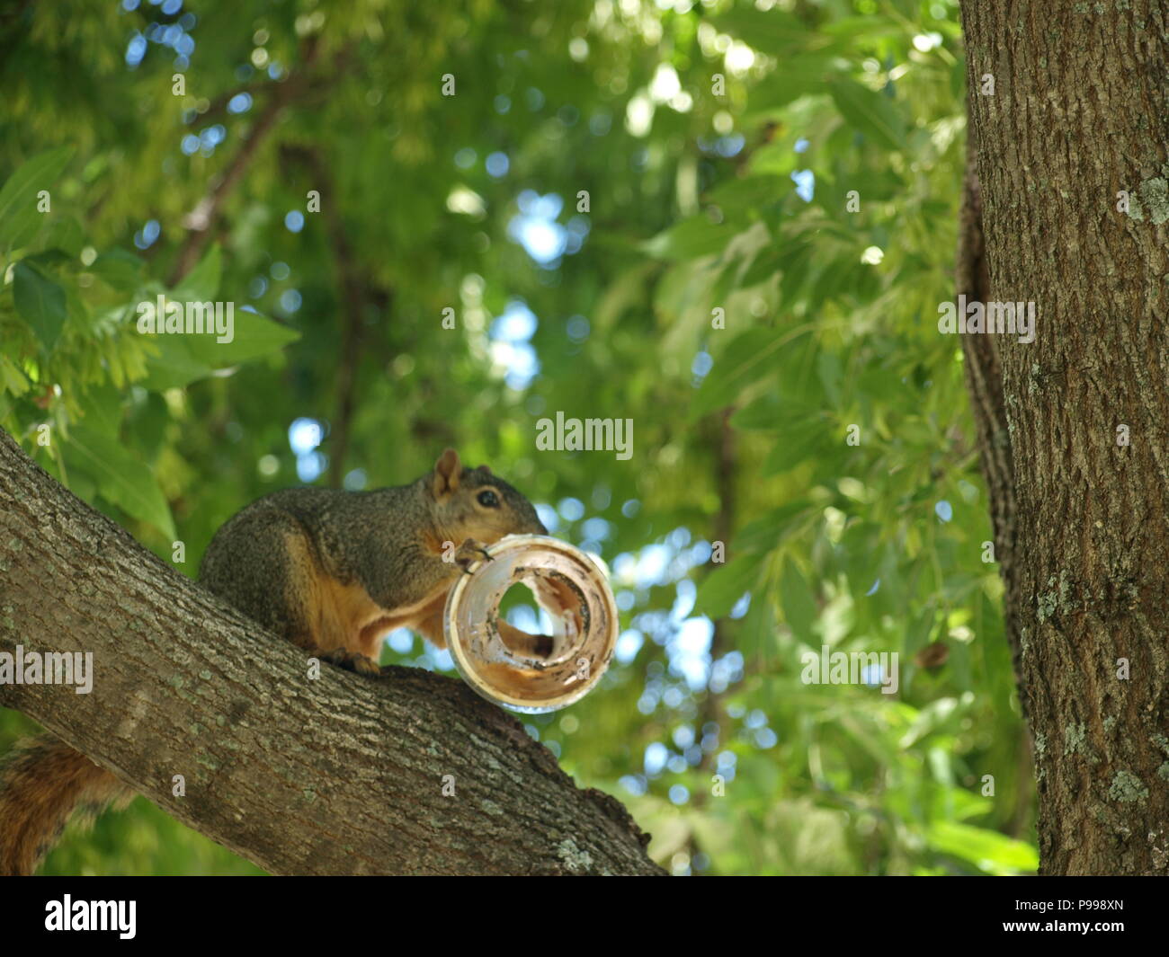 Non è ciò che si pensa. Furbo fabbricare lo scoiattolo Foto Stock