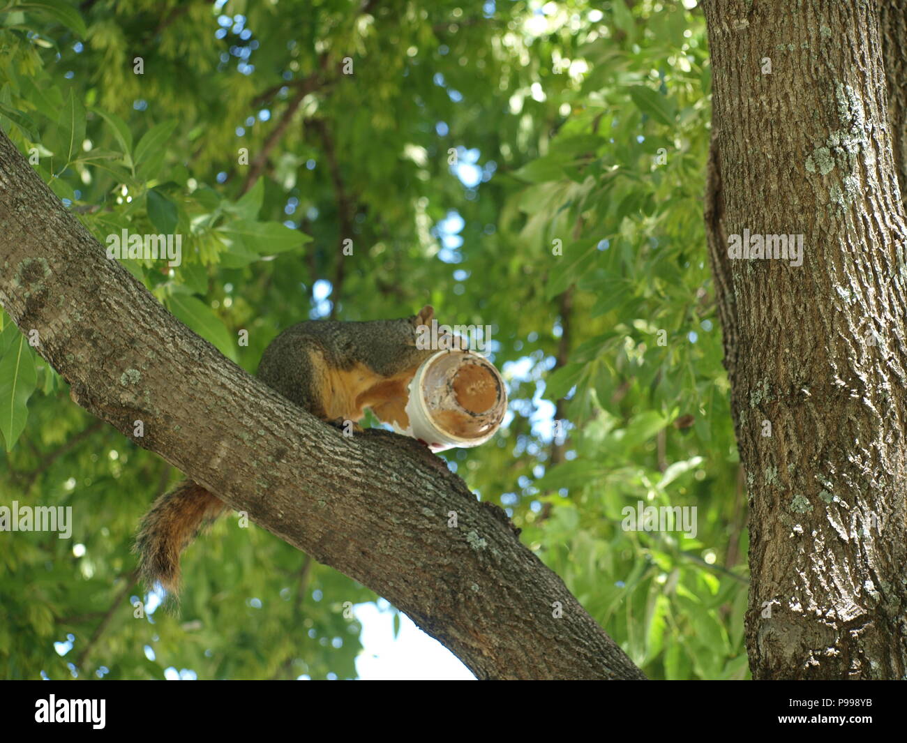 Non è ciò che si pensa. Furbo fabbricare lo scoiattolo Foto Stock