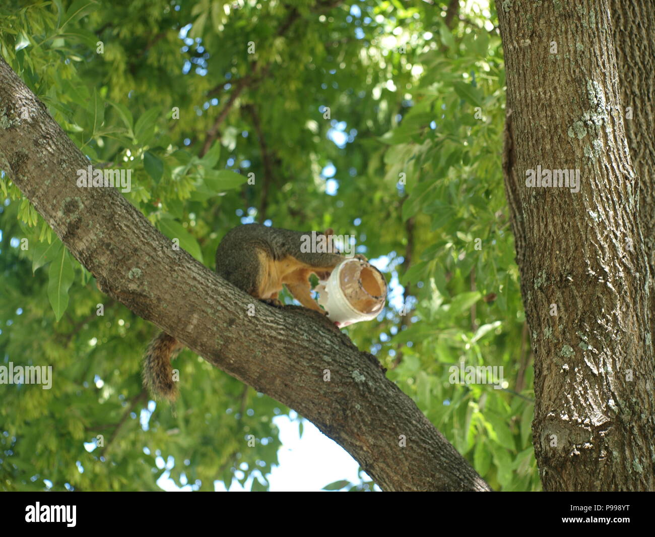 Non è ciò che si pensa. Furbo fabbricare lo scoiattolo Foto Stock