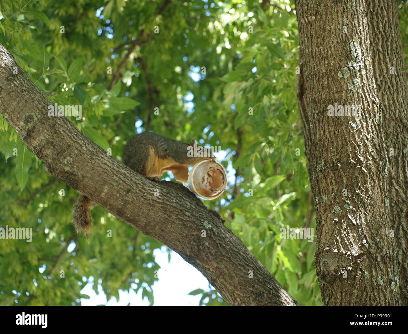 Non è ciò che si pensa. Furbo fabbricare lo scoiattolo Foto Stock