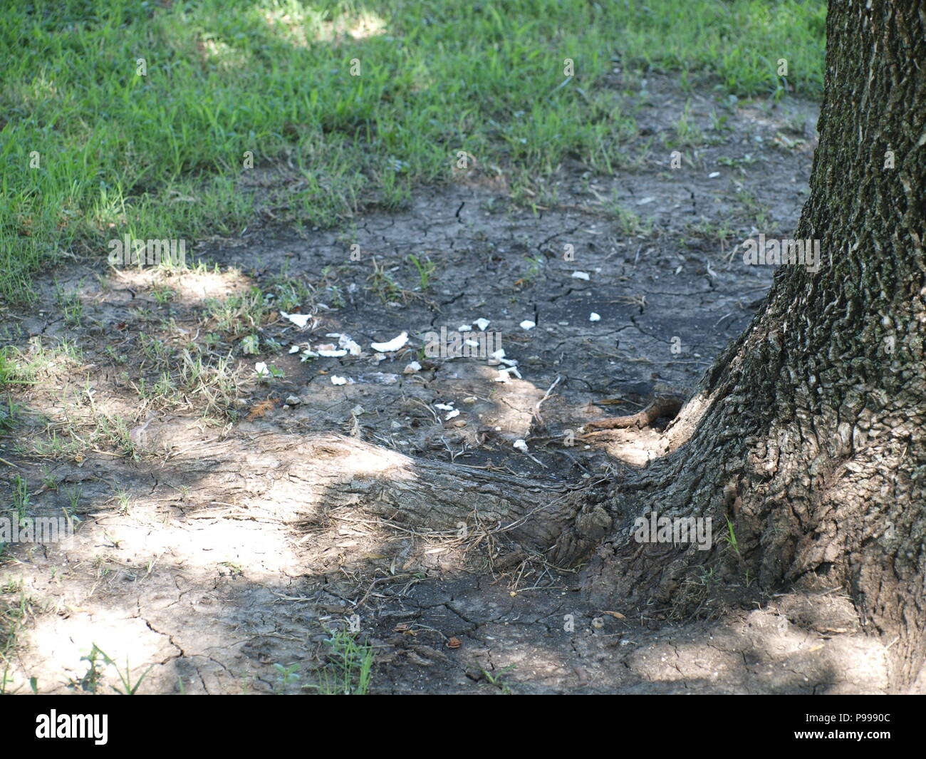 Non è ciò che si pensa. Furbo fabbricare lo scoiattolo Foto Stock